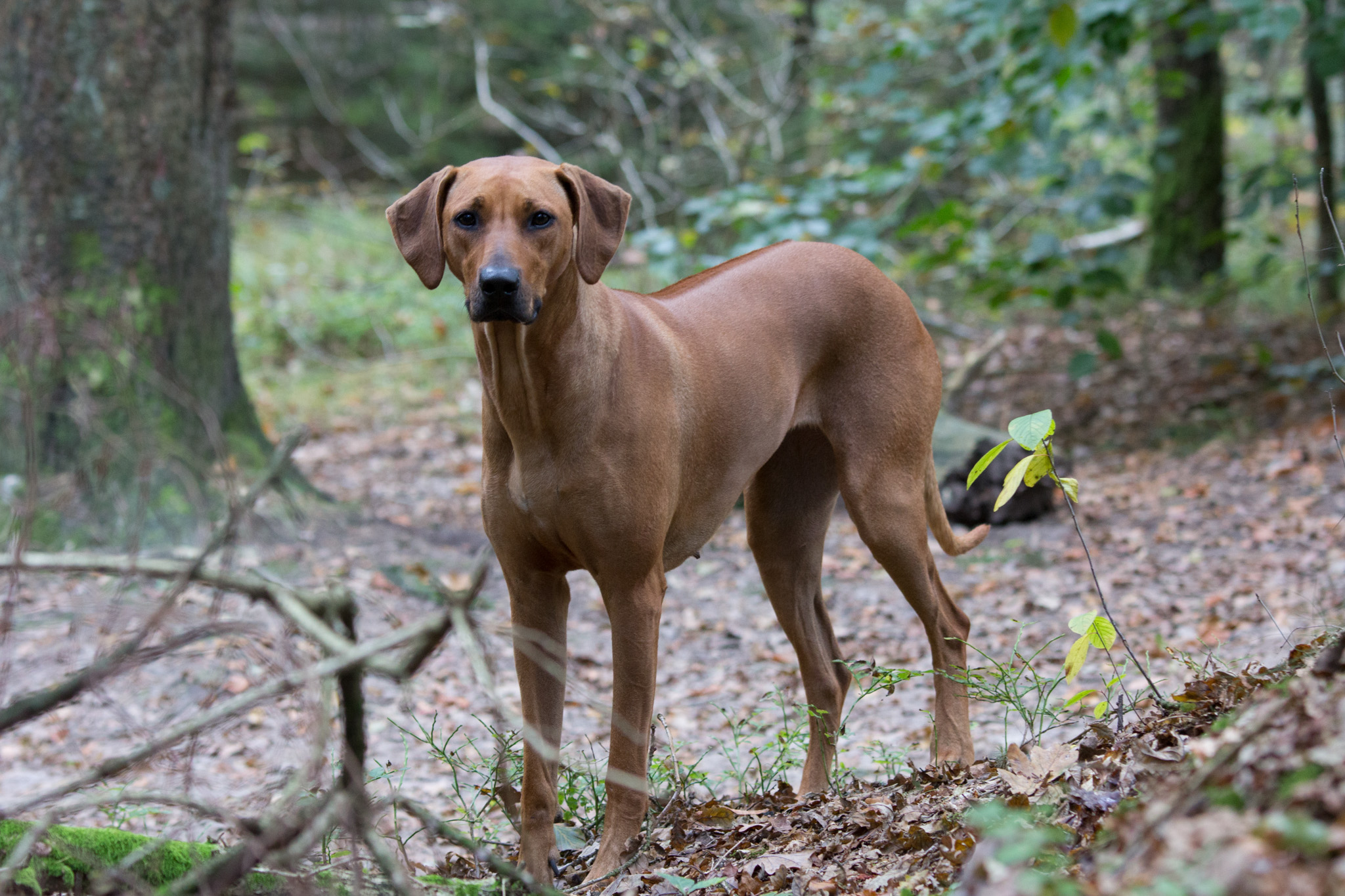 Asabi Hund im Wald